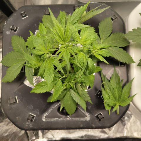 Apple Fritter #1.2 growlog timeline photo