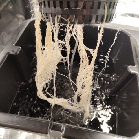 Apple Fritter #1.2 growlog timeline photo