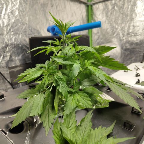 Apple Fritter #1.2 growlog timeline photo