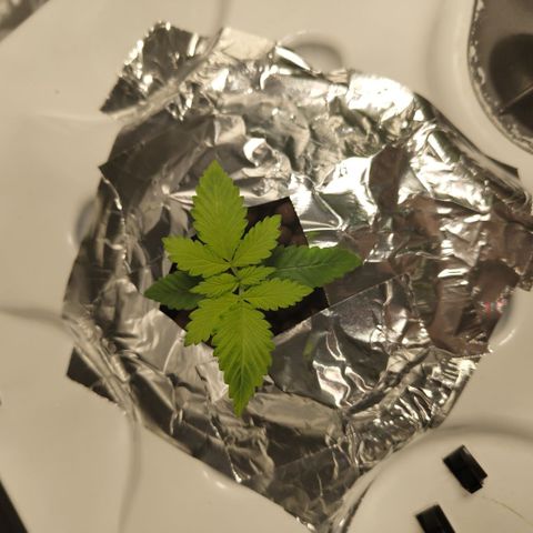 Mysteria growlog timeline photo