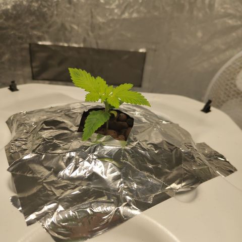 Mysteria growlog timeline photo