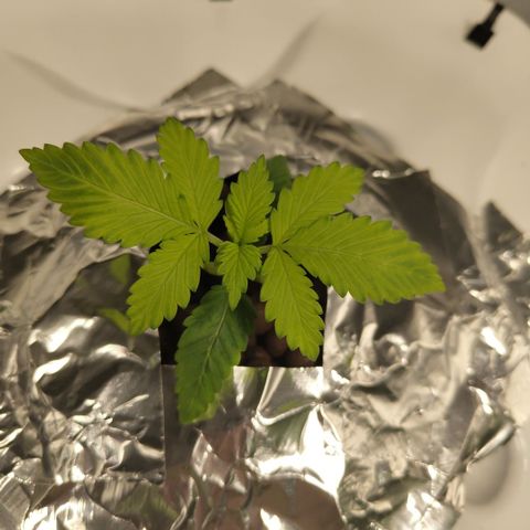 Mysteria growlog timeline photo