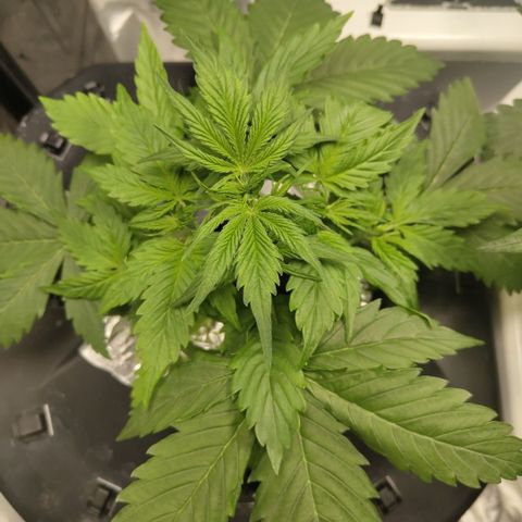 Apple Fritter #1.2 growlog timeline photo