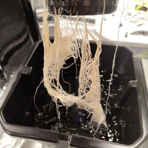 Apple Fritter #1.2 growlog timeline photo
