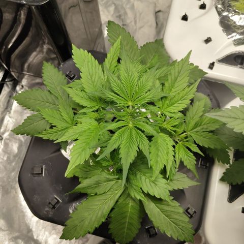 Apple Fritter #1.2 growlog timeline photo