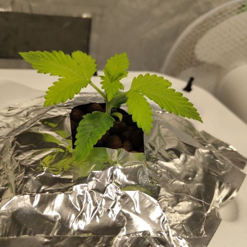 Mysteria growlog timeline photo