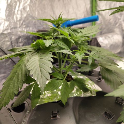 Apple Fritter #1.2 growlog timeline photo