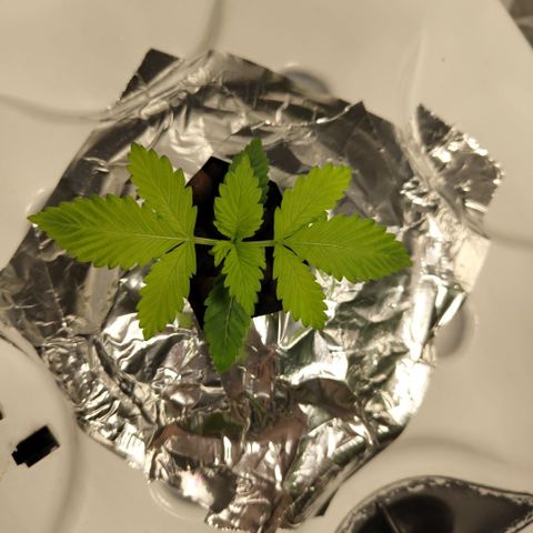 Mysteria growlog timeline photo