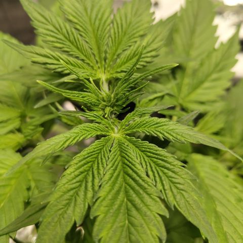 Apple Fritter #1.2 growlog timeline photo