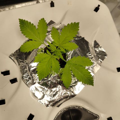 Mysteria growlog timeline photo