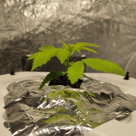 Mysteria growlog timeline photo