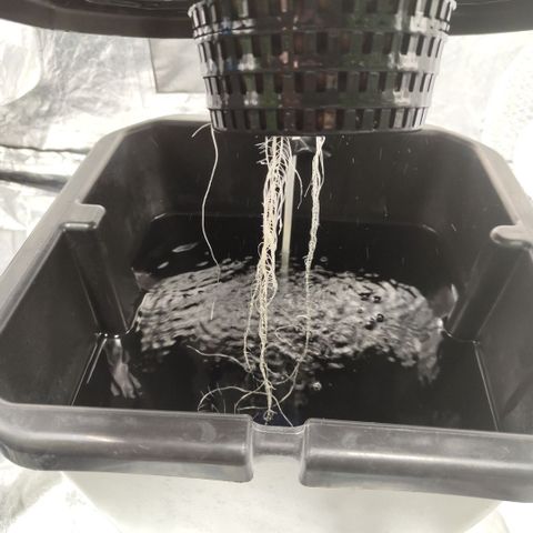 Mysteria growlog timeline photo