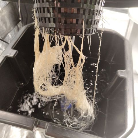Apple Fritter #1.2 growlog timeline photo
