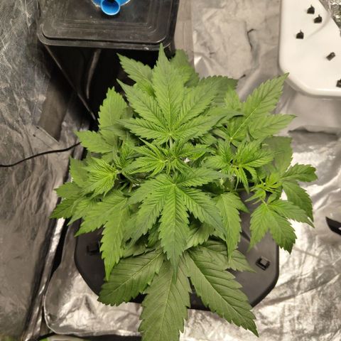 Apple Fritter #1.2 growlog timeline photo