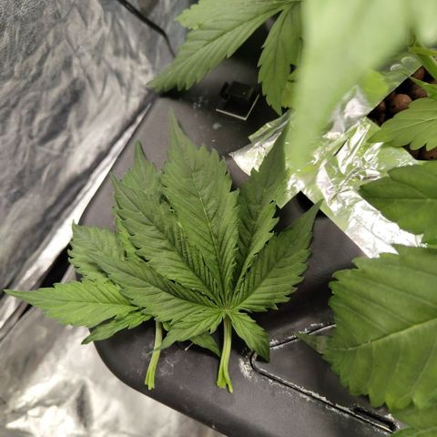 Apple Fritter #1.2 growlog photo: Trimmed top leaves
