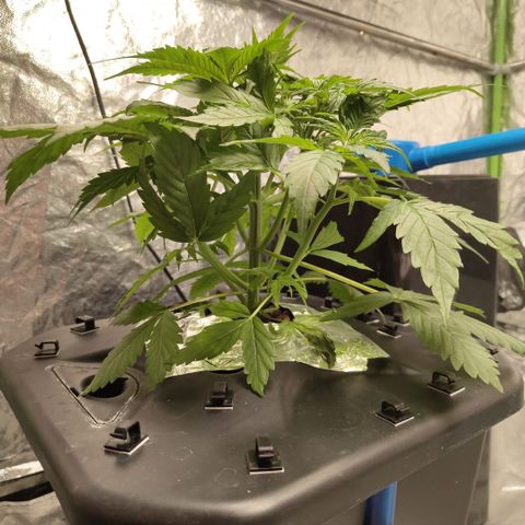 Apple Fritter #1.2 growlog timeline photo
