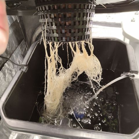 Apple Fritter #1.2 growlog timeline photo