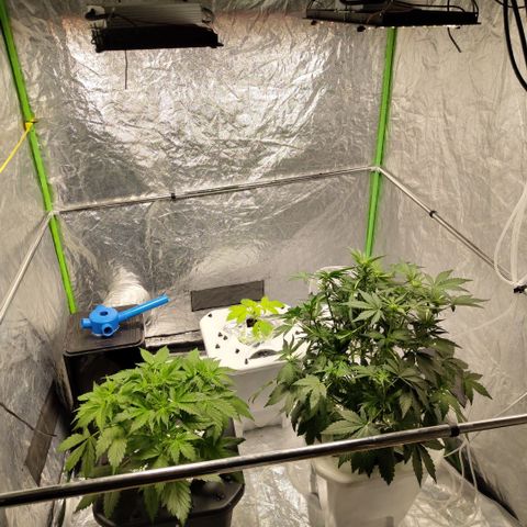 Mysteria growlog timeline photo