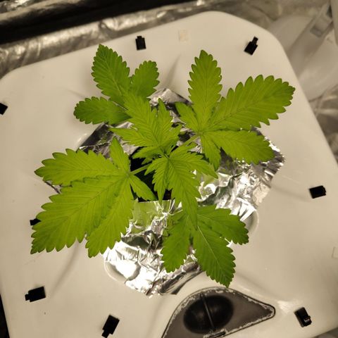 Mysteria growlog timeline photo