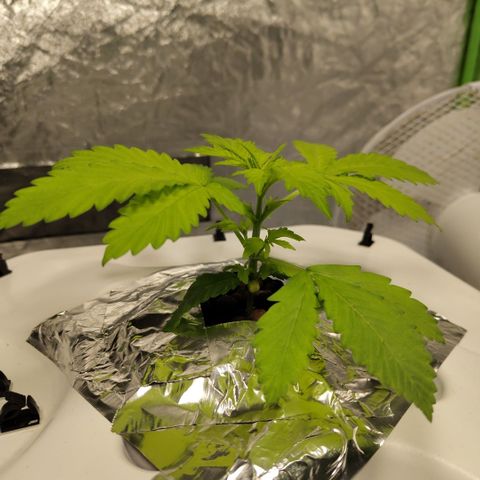 Mysteria growlog timeline photo