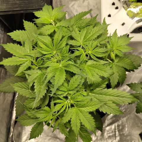 Apple Fritter #1.2 growlog timeline photo