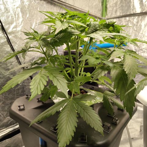 Apple Fritter #1.2 growlog timeline photo