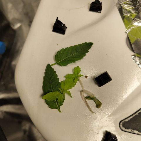 Mysteria growlog photo: Lowest branches