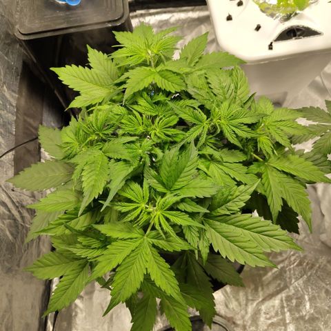 Apple Fritter #1.2 growlog timeline photo