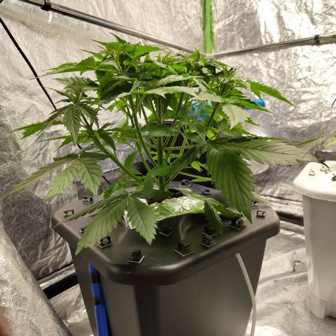 Apple Fritter #1.2 growlog timeline photo