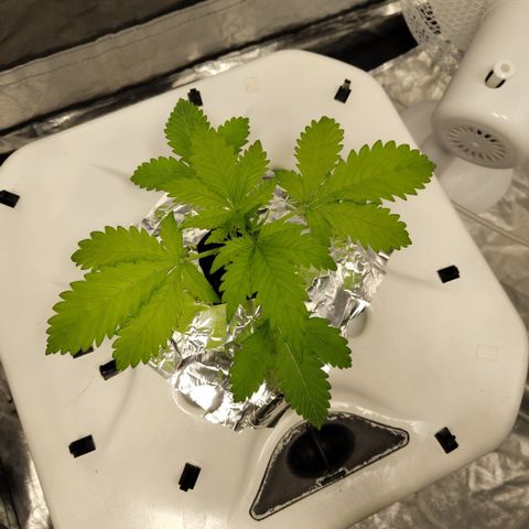 Mysteria growlog timeline photo