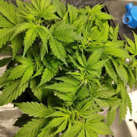 Apple Fritter #1.2 growlog timeline photo