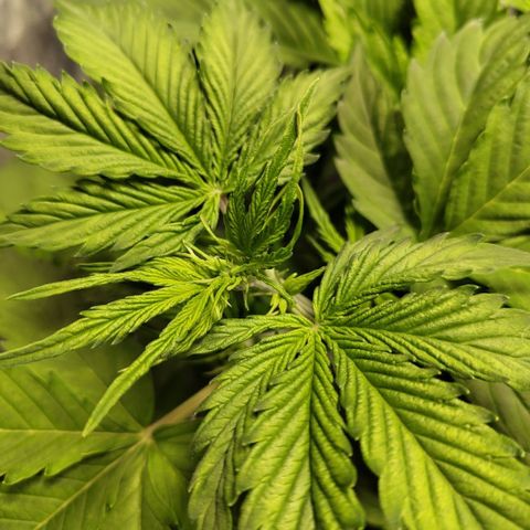 Apple Fritter #1.2 growlog timeline photo
