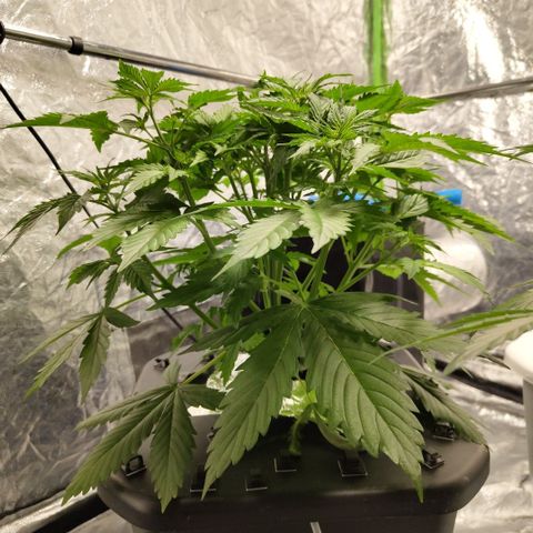 Apple Fritter #1.2 growlog timeline photo