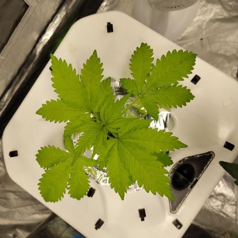 Mysteria growlog timeline photo