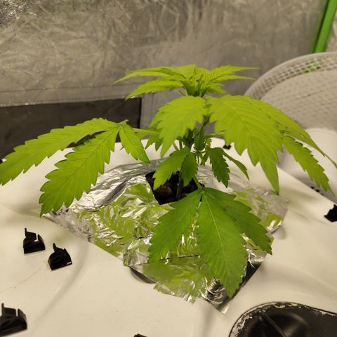 Mysteria growlog timeline photo
