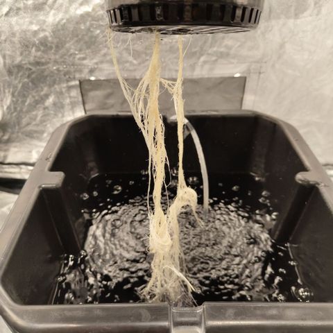 Mysteria growlog timeline photo