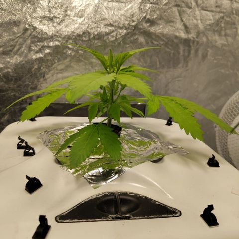 Mysteria growlog timeline photo