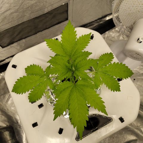Mysteria growlog timeline photo