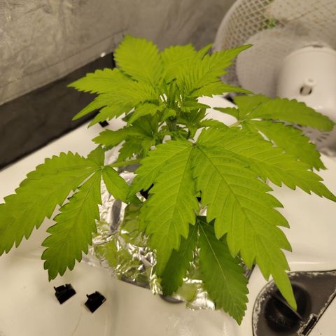 Mysteria growlog timeline photo