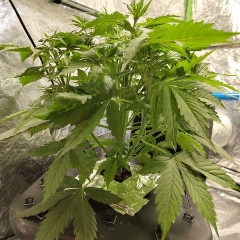 Apple Fritter #1.2 growlog photo: Preflower signs, first white pistils