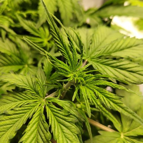Apple Fritter #1.2 growlog timeline photo