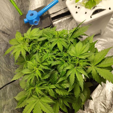 Apple Fritter #1.2 growlog photo: Preflower signs, first white pistils