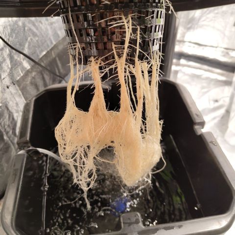 Apple Fritter #1.2 growlog timeline photo