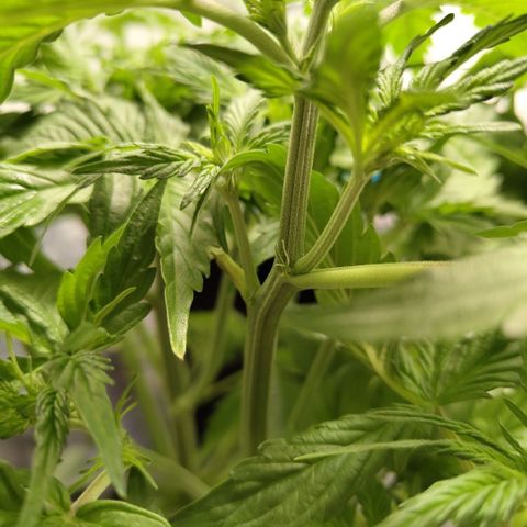 Apple Fritter #1.2 growlog photo: Preflower signs, first white pistils