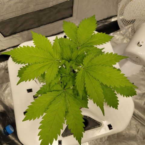 Mysteria growlog timeline photo