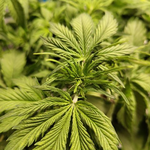 Apple Fritter #1.2 growlog timeline photo