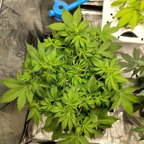 Apple Fritter #1.2 growlog timeline photo
