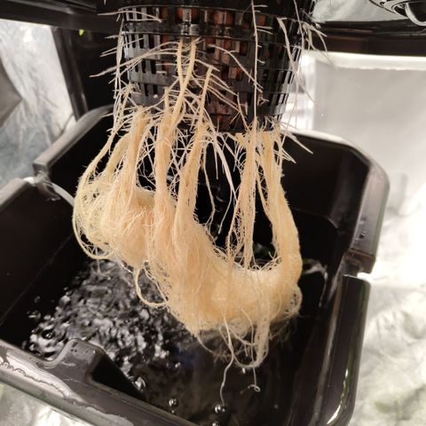 Apple Fritter #1.2 growlog timeline photo