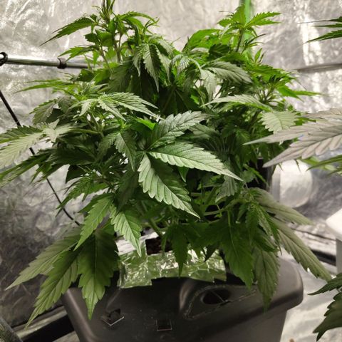 Apple Fritter #1.2 growlog timeline photo