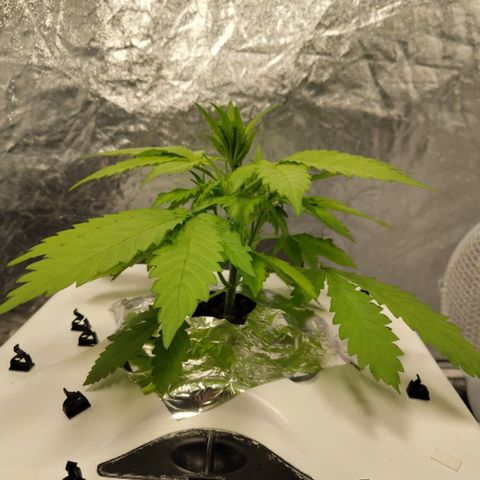 Mysteria growlog timeline photo
